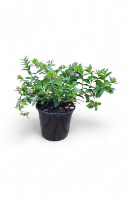 Cuphea Mexicana "Lilac" 15cm