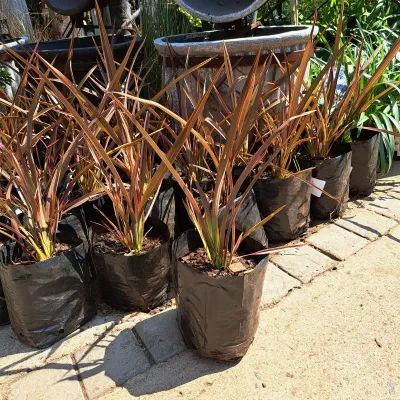 Phormium Carousel 2L