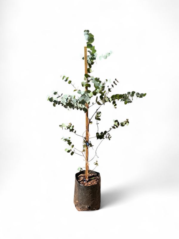 Eucalyptus Cinerea - Penny Gum 10 Liter