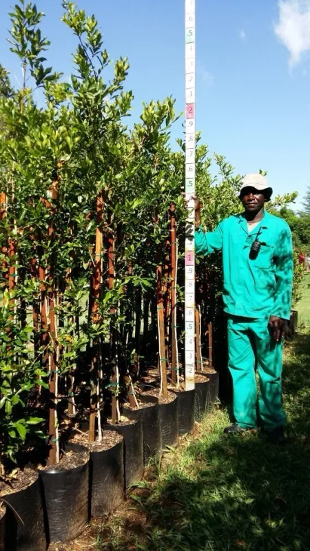 Combretum kraussii / Forest bushwillow 20L