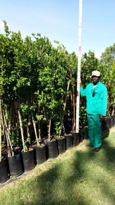 Combretum Erythrophylum / River Bush-Willow 20L