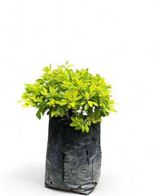 Duranta Gold Ball 10 Liter Bag