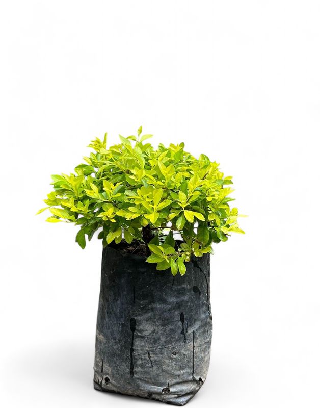 Duranta Gold Ball 10 Liter Bag