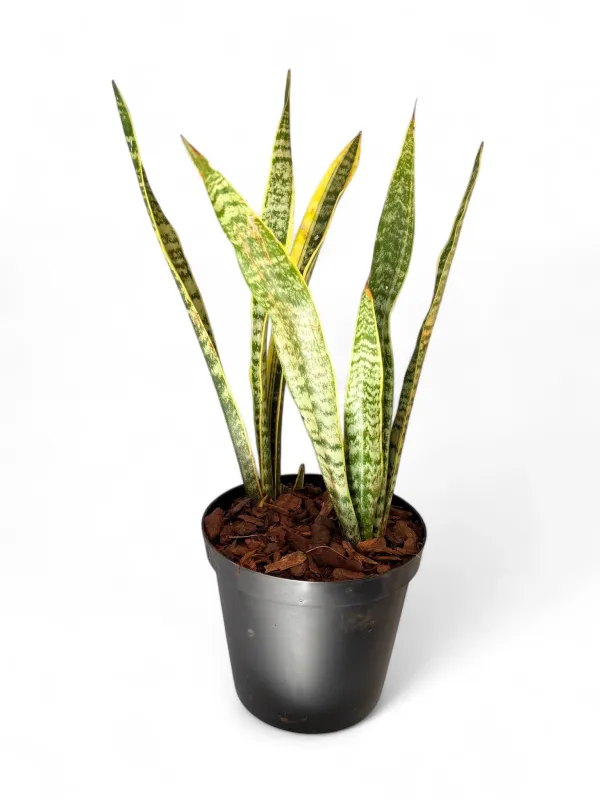 Sansevieria Trifasciata Laurentii Green and Yellow 25cm Pot