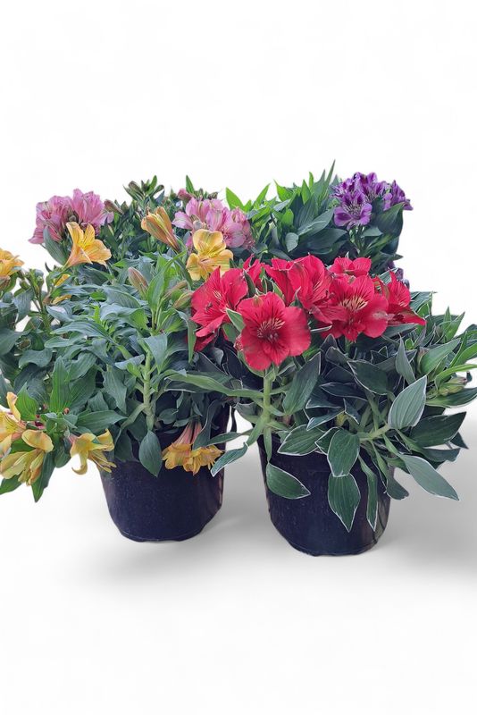 Alstroemeria "Princess Lily" (Inca Lily) Mixed 19cm Pot