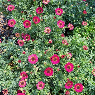 Daisy Bush Red 4L