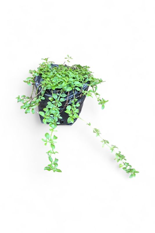 Mentha (Mint) Penny Royal