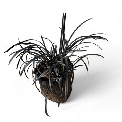 Ophiopogon Nigrescens Black Dragon 1 Liter