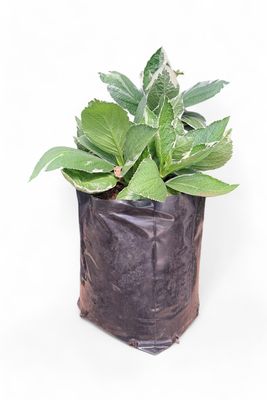 Hydrangea Macrophylla Variegata (Christmas Roses) 10L