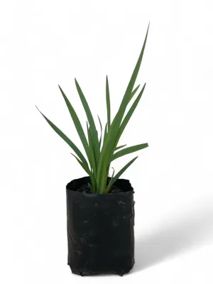 Dietes Grandiflora 1 Liter