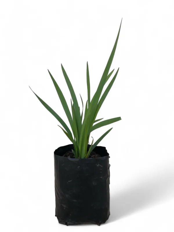 Dietes Grandiflora 1 Liter