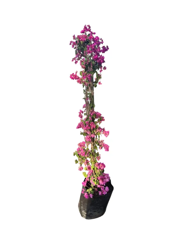 Bougainvillea 20 L-STAKED Pink