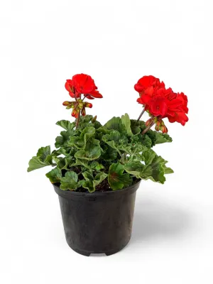 Geranium Pelargonium "Scarlet" 17cm