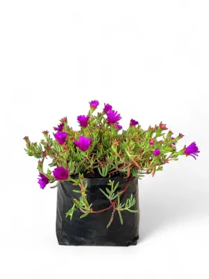 Delosperma Ice Plant Purple "Vygie' 3Liter