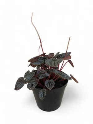 Peperomia Caperata "Emerald Ripple" 15cm Pot Peperomia Caperata "Emerald Ripple" 15cm Pot