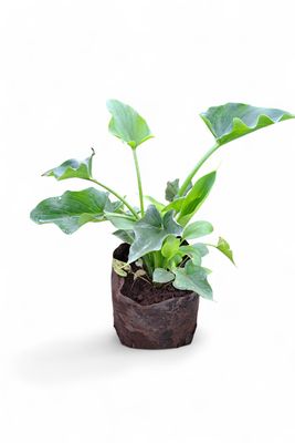 Zantedeschia Arum Lily "Varkore" 2L