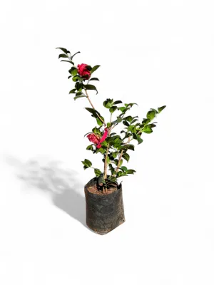 Camellia Japonica Double Red 10 Liter