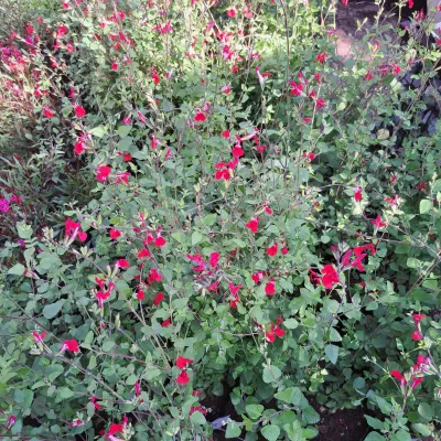 Salvia Red Lips