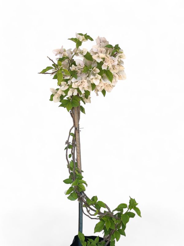 Bougainvillea Various Colours 10 Liter