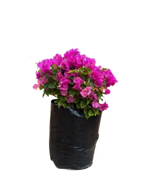 Bougainvillea Various Colours 20 liter