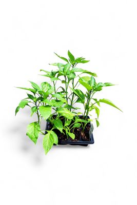 Chillies Red Hot 6 Pack Herb Seedlings