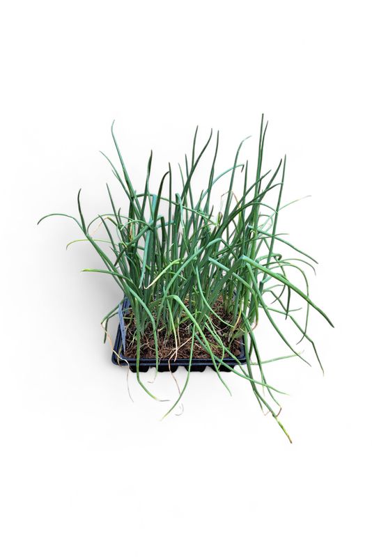 Onion Australian 6 Pack Veg Seedlings