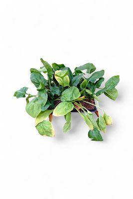 Spinach Baby Viroflay 6 Pack Veg Seedlings