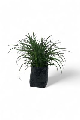 Liriope Giant (grass-like perennial)