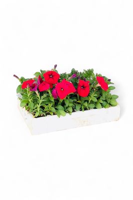 Petunia Mixed Colours Seedlings 30 pack