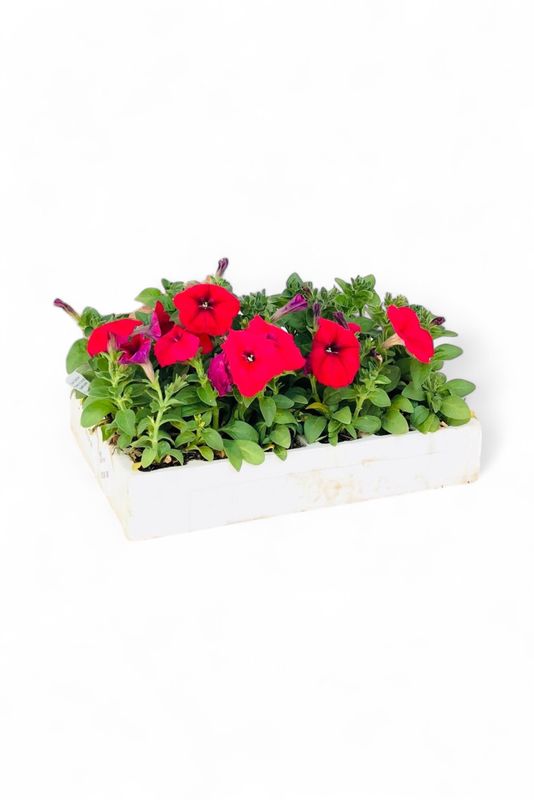 Petunia Mixed Colours Seedlings 30 pack