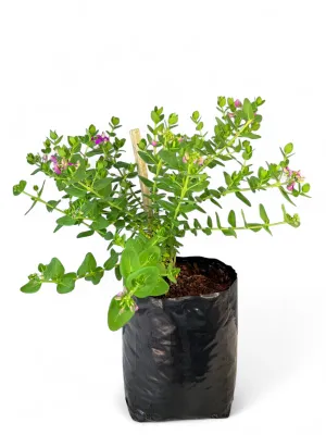 Polygala Fruticosa Petit 10 Liter