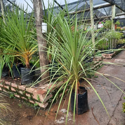 Cordyline Green 20 Liter