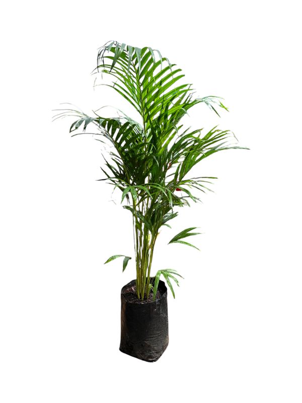 Bamboo Palm - Chrysalidocarpus Lutescens 10L