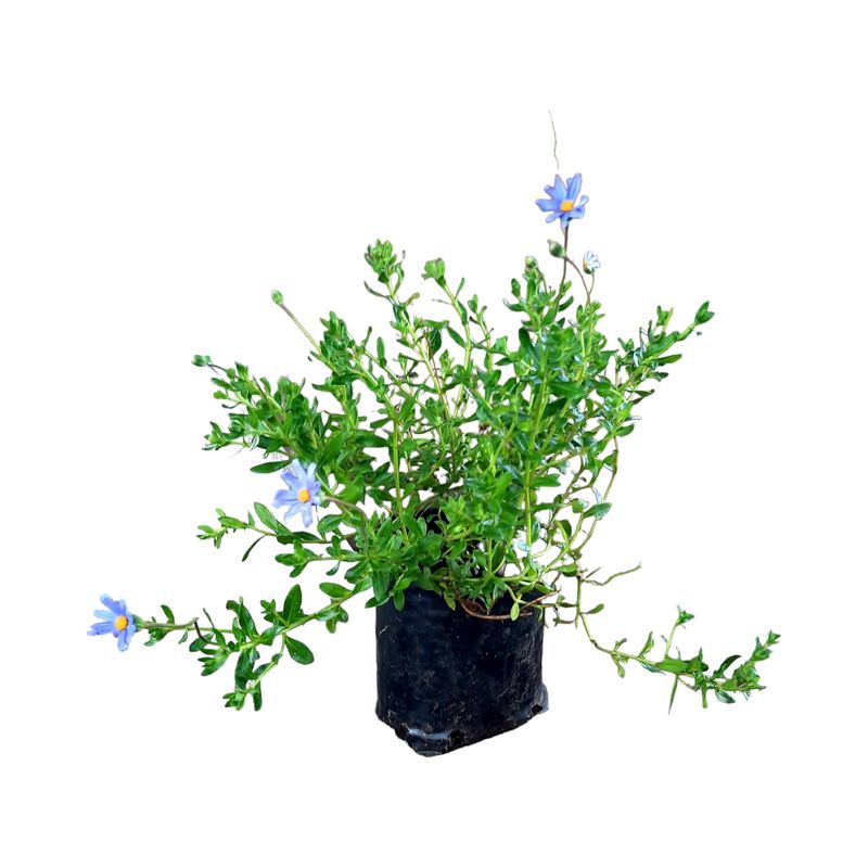 Felicia Amelloides "Blue" 2.5L