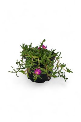 Delosperma Ice Plant Purple (Vygie) 17cm Pot