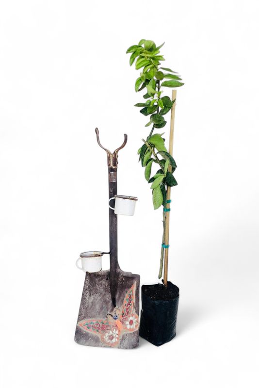 Citrus Bearss Lime Tree 5L