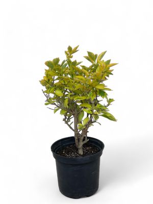 Duranta Variegated Ball 23cm Pot Duranta Variegated Ball 23cm Pot