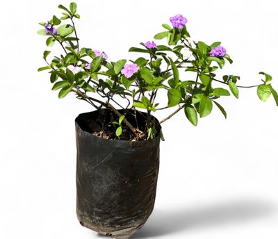 Brunsfelsia Floribunda "Yesterday Today &amp; Tomorrow" 20 liter