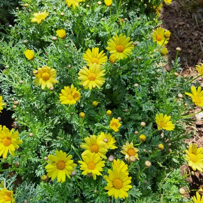 Daisy Bush Yellow 4L
