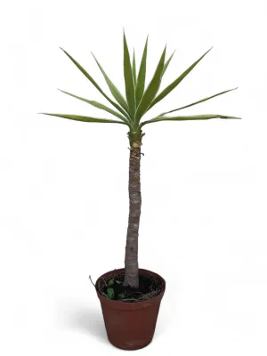 Yucca  Variegata 15cm "Pot"