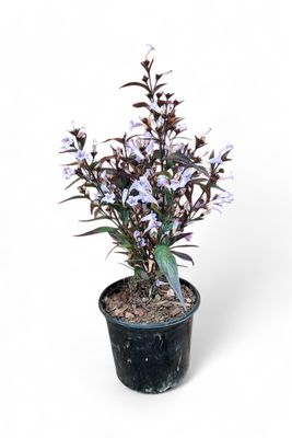 Strobilanthes 15cm Pot