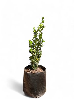 Buxus Faulkner 2.5L