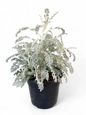 Silver Ragwort Cineraria "Silver Dust" 14cm