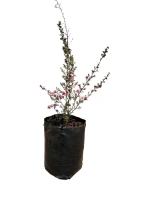 Leptospermum Scoparium  Pink - 'Tea Tree' 10 Liter