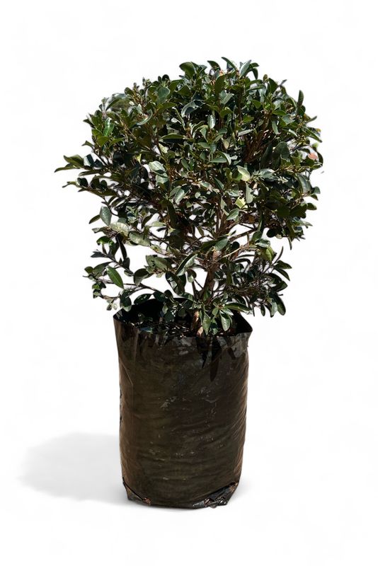 Syzigium Paniculatum Round Ball 20 Liter