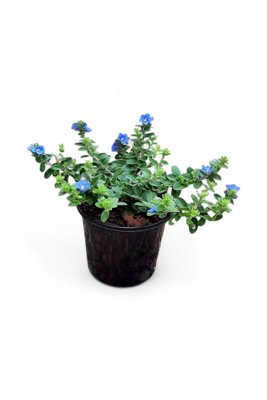 Evolvulus Glomeratus ‘Blue My Mind’ 17cm