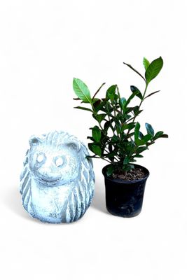 Gardenia Augusta 15cm