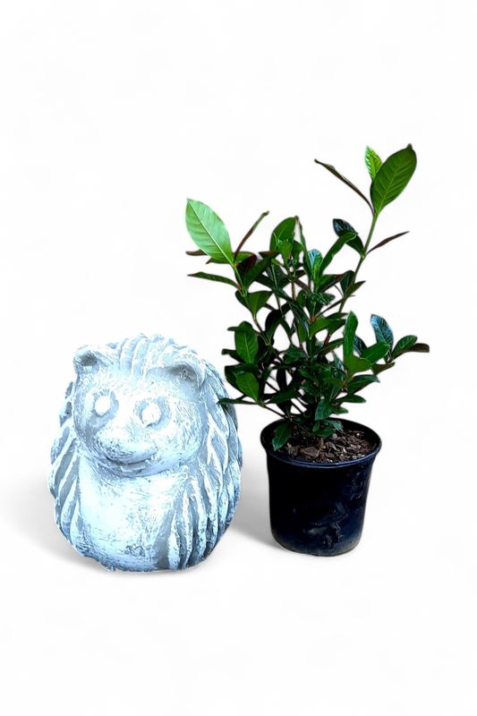 Gardenia Augusta 15cm