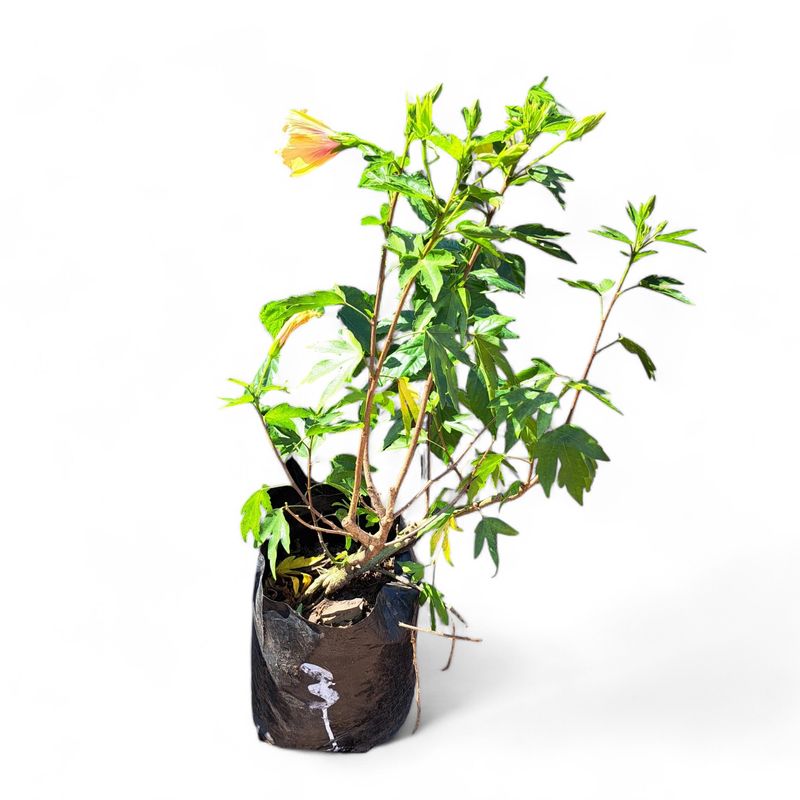 Hibiscus Sinensis Mixed Colours 10 Liter