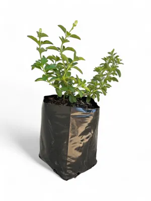 Salvia White 4kg